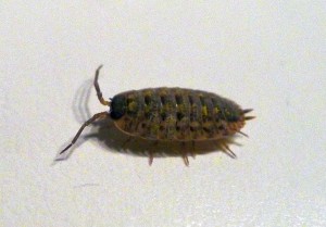 Sow bug