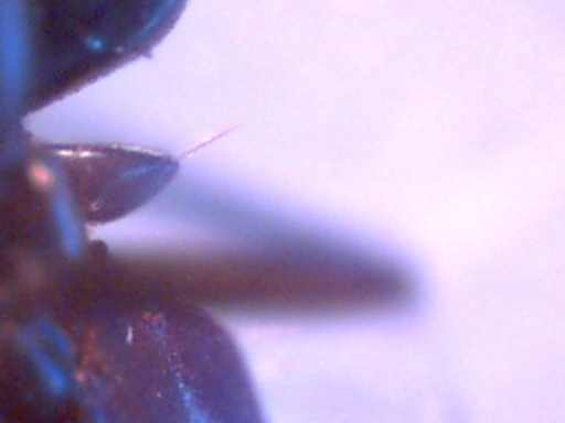 a_ant_single_node_200x_comp_82