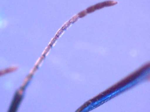 c_ant_antennae_segments_60x_comp_80