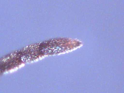 c_ant_club_200x_comp83