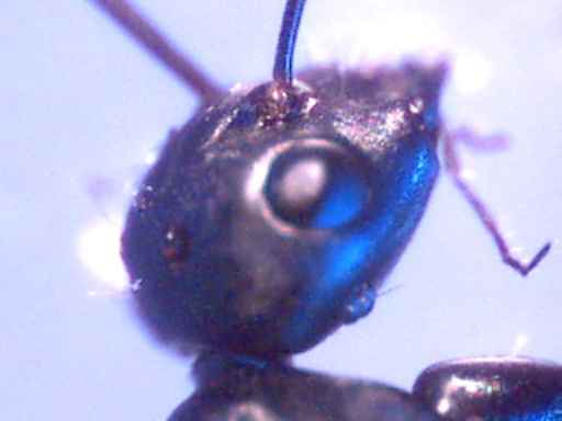 c_ant_queen_head_200x_comp80