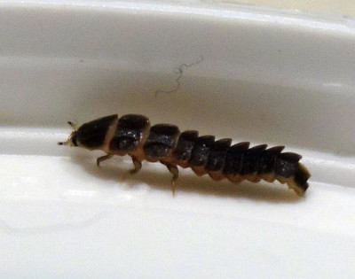 Firefly larva