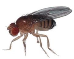 Fruit fly