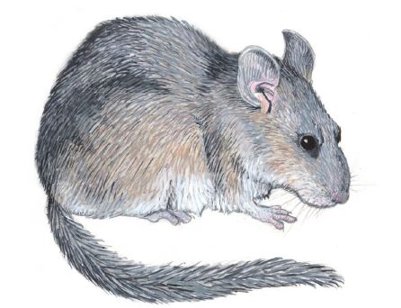 Bushy Tailed woodrat