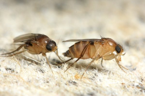 phorid fly