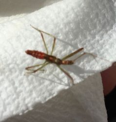 Assassin-bug-nymph