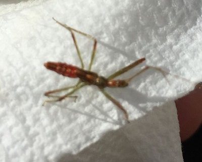 Assassin-bug-nymph