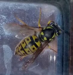 Yellowjacket wasp