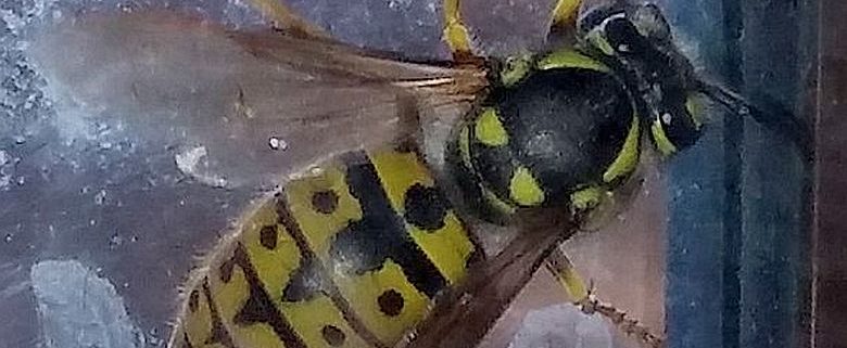 Yellowjacket wasp