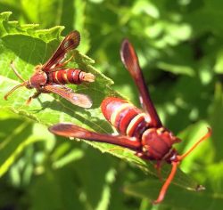 western poplar clearwing moth