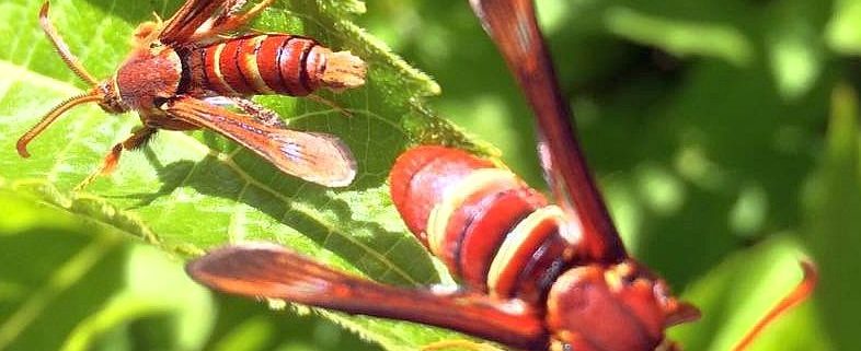 western poplar clearwing moth