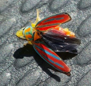 red-banded leafhopper.