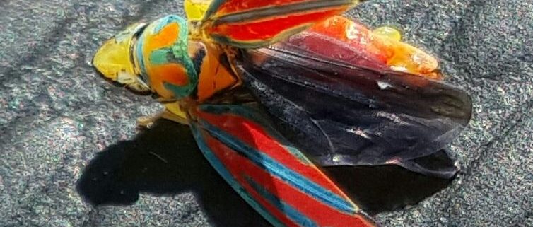 red-banded leafhopper.