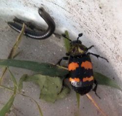 Carrion beetle