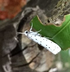 Ermine moth
