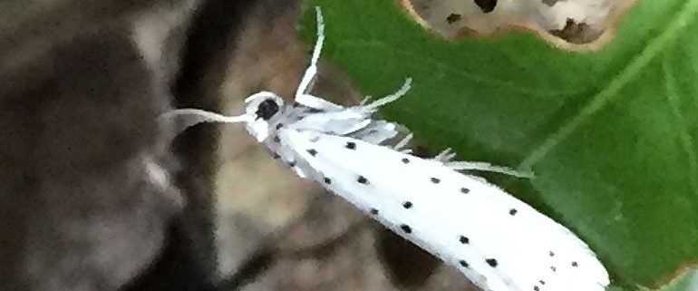 Ermine moth