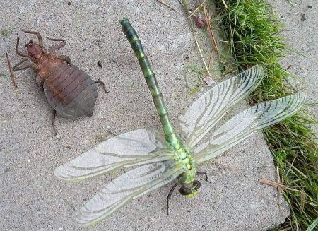 Dragonfly eating