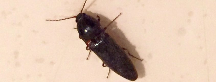 Click Beetle