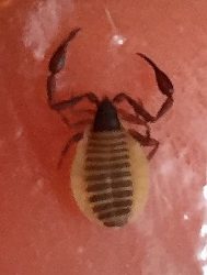 pseudoscorpion