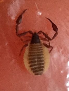 pseudoscorpion