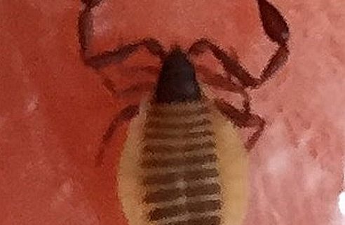 pseudoscorpion