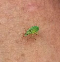 Green immigrant leaf weevil