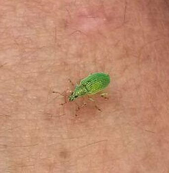 Green immigrant leaf weevil