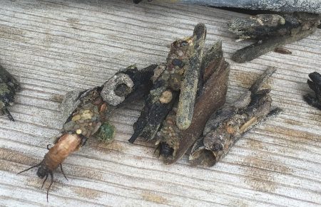 caddisfly nymphs