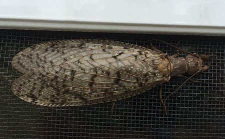 Dobsonfly