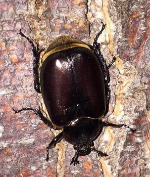 Scarabe beetle