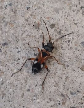 seed bug