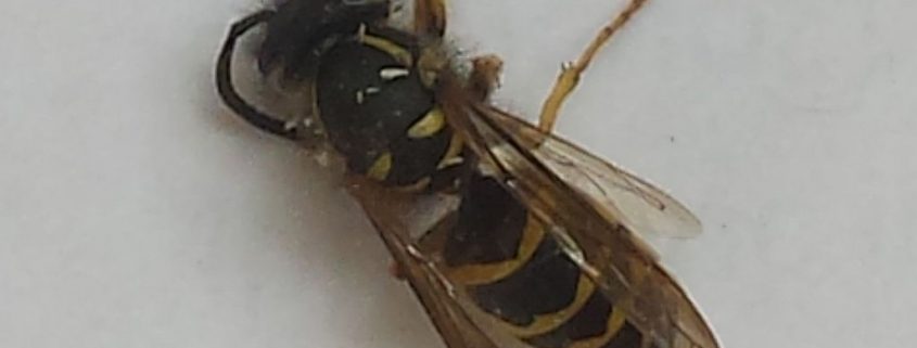 Yellowjacket wasp