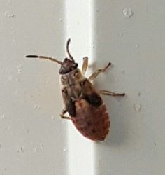 Seed bug nymph