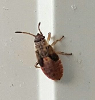 Seed bug nymph