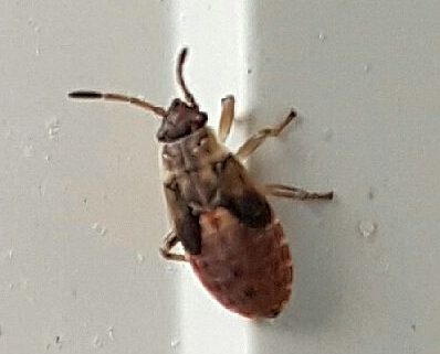 Seed bug nymph