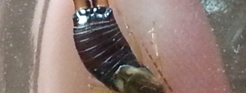 Earwig