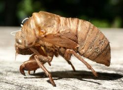 Cicada exoskeleton