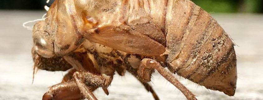 Cicada exoskeleton