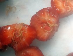 Strawberry worms