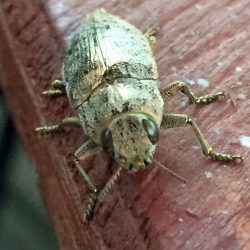 Wood boring beetle