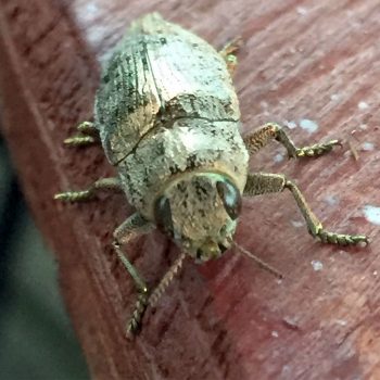 Wood boring beetle