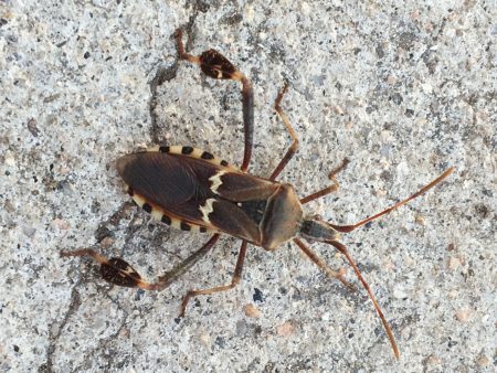 leaf-footed bug