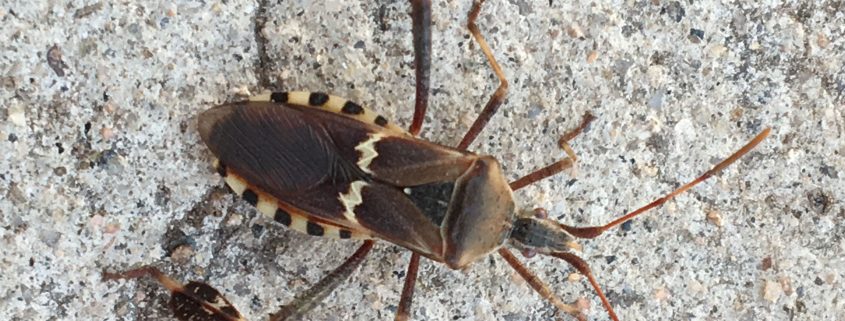 leaf-footed bug
