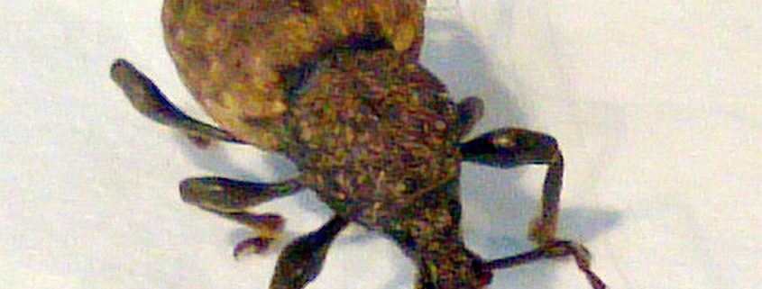 broad-nose/short-snouted weevil