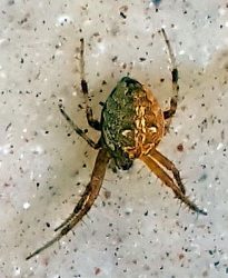 orb weaving spider