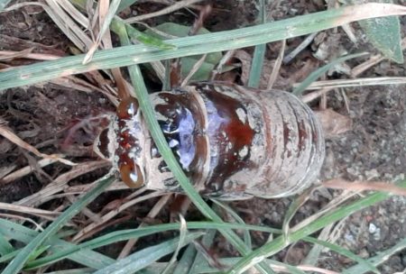 Cicada nymph