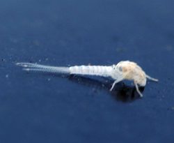 Mayfly exoskeleton