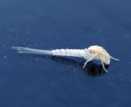 Mayfly exoskeleton