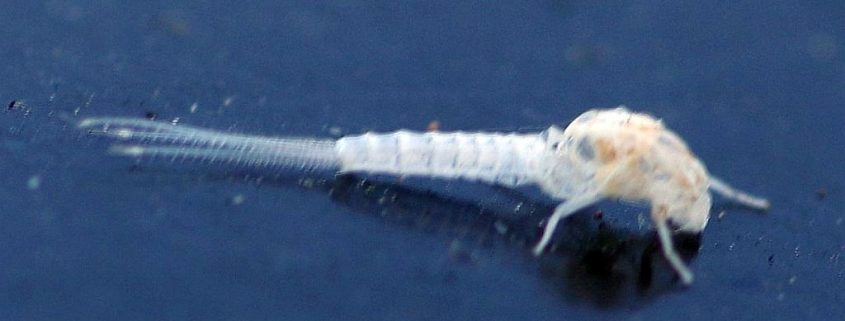 Mayfly exoskeleton