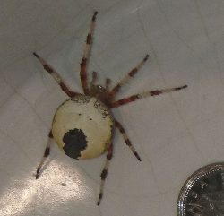 marbled orb weaver spider